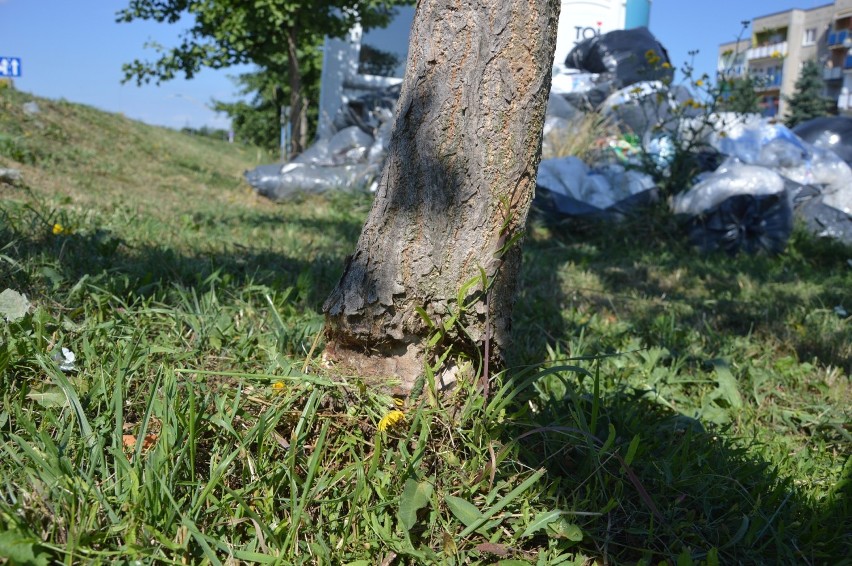 Kto podcina młode drzewka na osiedlu Piastów Śląskich w Głogowie?