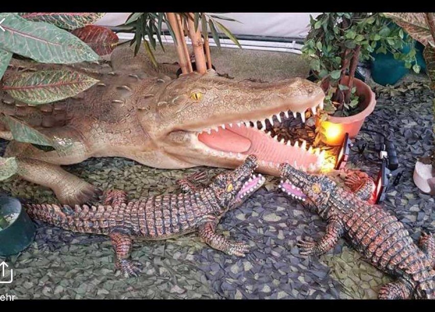 Wystawa dinozaurów w Ergo Arenie. Zobacz 30 modeli wielkich dinozaurów 