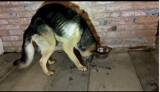 Szczytna: Pies umierał z głodu. Cudem przeżył największe mrozy