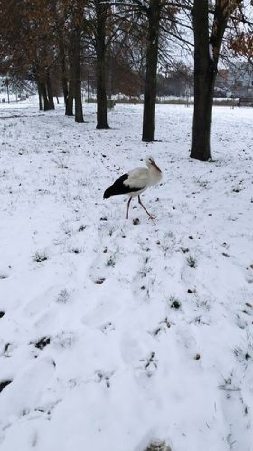 Jak zaznacza, bociany są gatunkiem dziko żyjącym w Polsce,...