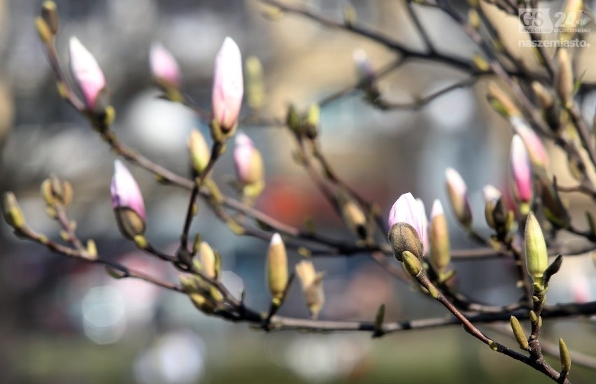 Sadzonki magnolii dla mieszkańców. Przyjdź w niedzielę na Arkonkę