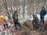 Odnaleziono głaz nadleśniczego Meyerincka w Puszczy Bukowej w Szczecinie? 