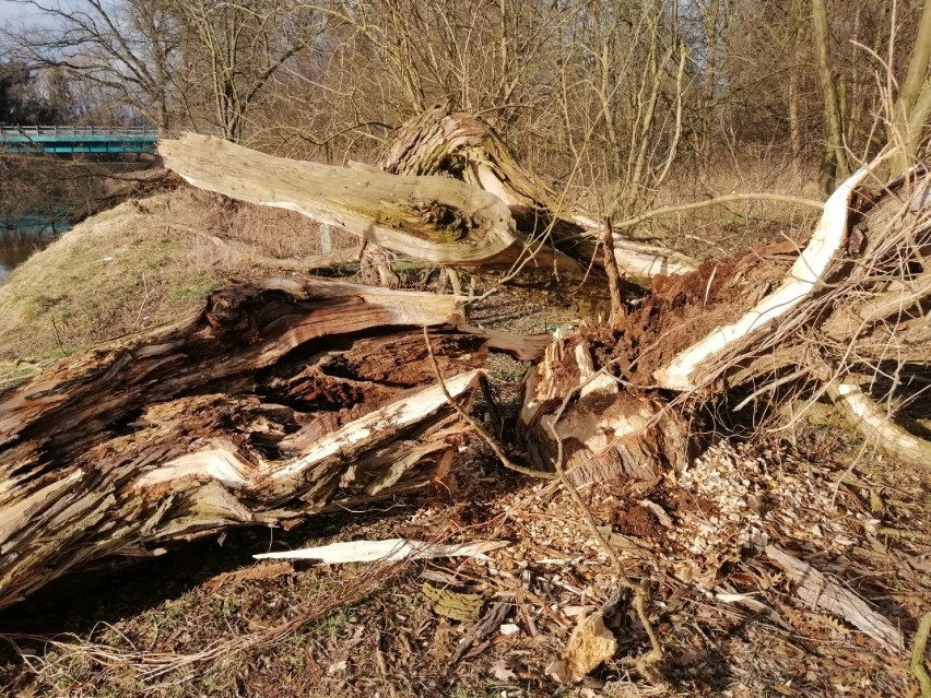 Kolejne drzewo w Inie. Spływy do Goleniowa z przeszkodami?