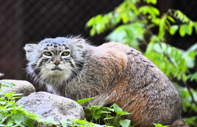 Manul Mania z szansą na tytuł najpiękniejszej na świecie.