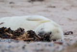 Kolejna martwa foka w powiecie puckim. Młody ssak zginął z ludzkich rąk na Rybitwiej Mieliźnie, 3 mile od Kuźnicy   