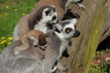 We wrocławskim zoo przyszły na świat cztery lemury katta