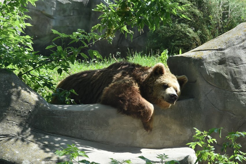 Zamość: nowi lokatorzy zoo