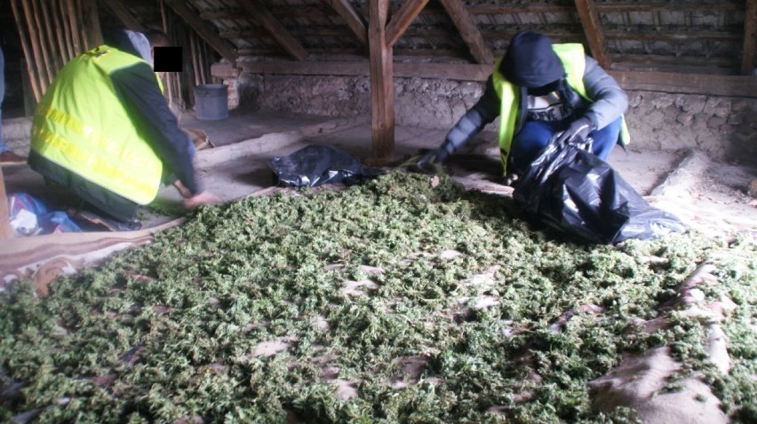 Plantacja marihuany pod Kleszczowem. Policjanci znaleźli narkotyki warte prawie 300 tys. zł