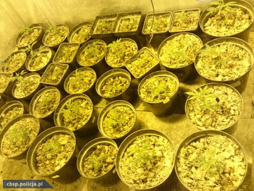 CBŚP aresztowało plantatorów narkotyków