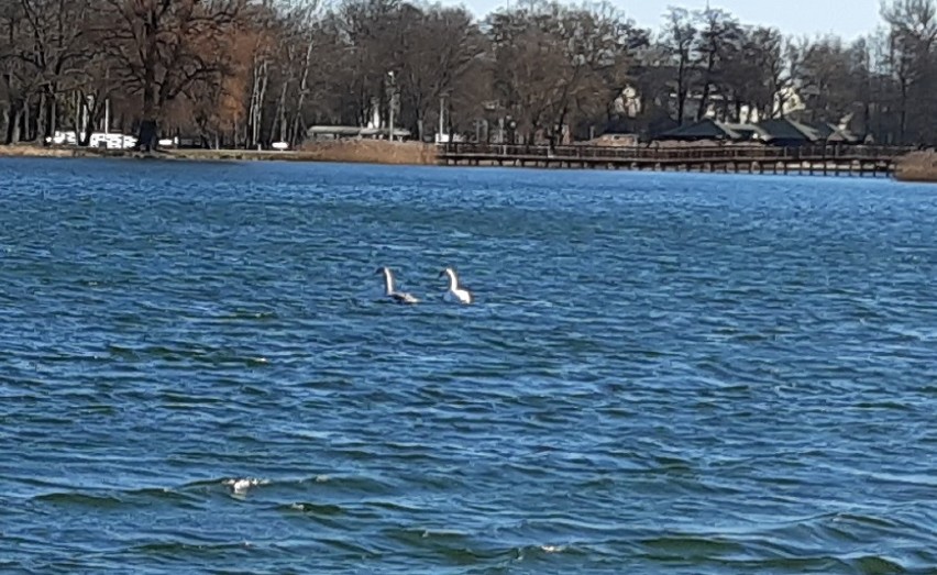 Zalew Arkadia w Suwałkach. Na miejskim zbiorniku pojawiły się już pierwsze łabędzie 23.03.2020