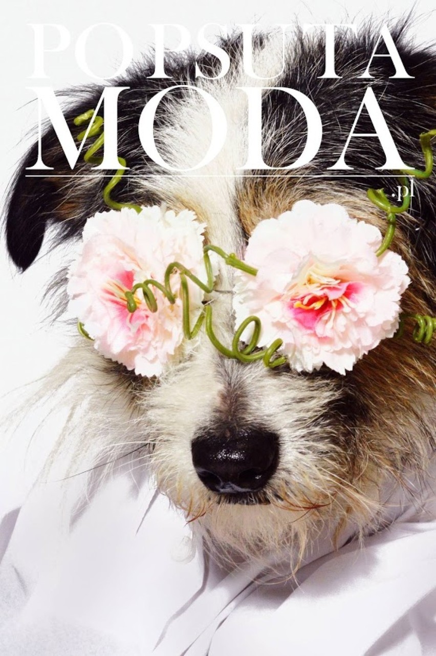 Psy ze schronisk niczym modelki Vogue'a. Zobaczcie niezwykłą sesję [ZDJĘCIA]