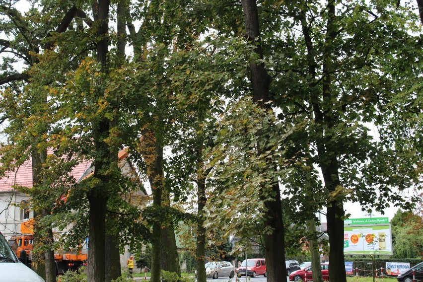 WSCHOWA. Trwa przycinka drzew w obrębie pasa drogowego na ulicy Obrońców Warszawy [ZDJĘCIA]
