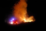 Pożar lasu przy fermie norek w Szymankowie [ZDJĘCIA]