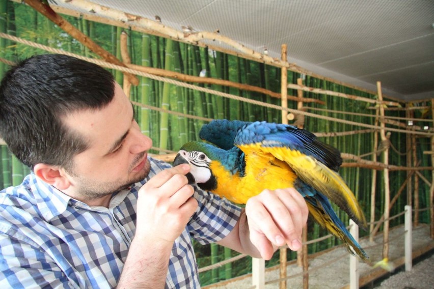 Papugarnia Ara w Kielcach. Zobaczysz tu egzotyczne ptaki z całego świata