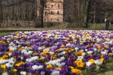 Trochę przymrozków i ciepli ogrodnicy. Pogoda nie tylko na weekend