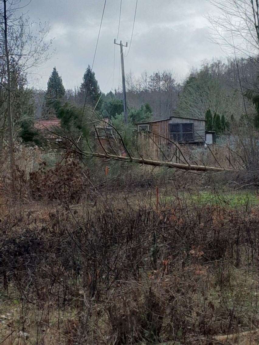 Orkan Otto na Pomorzu zrywał dachy i przewracał drzewa. Masowa awaria i problemy z dostawą prądu. Jak obecnie wygląda sytuacja? ZDJĘCIA