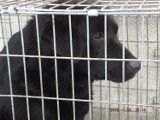 Gmina Kościerzyna. Znaleziono bezdomnego psa. Pilnie poszukiwany jest właściciel 