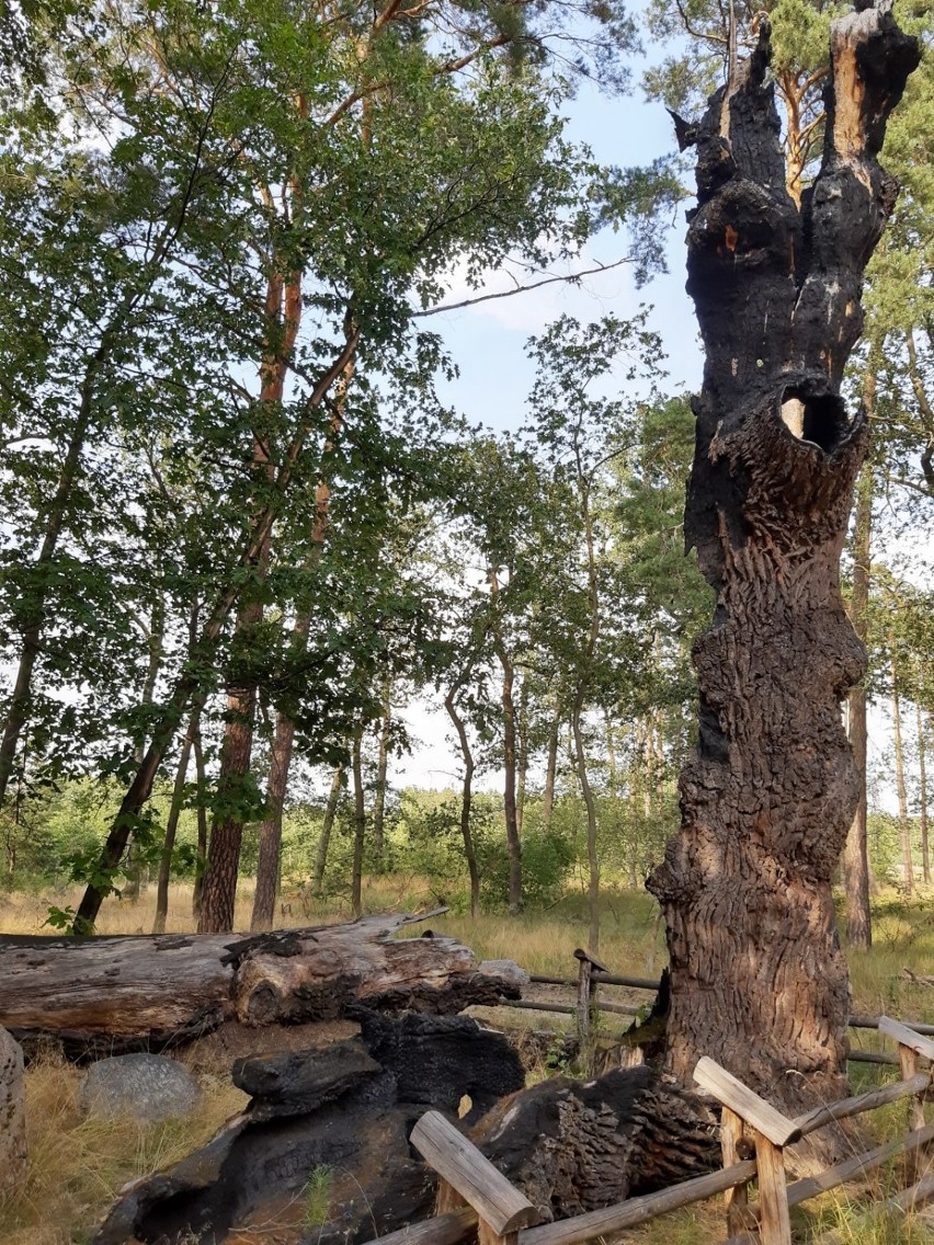 Dąb znajduje się niedaleko wsi Borek oraz Zabornia