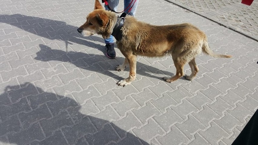 Przywiązane na krótkim łańcuchu zwierzę prawdopodobnie od...