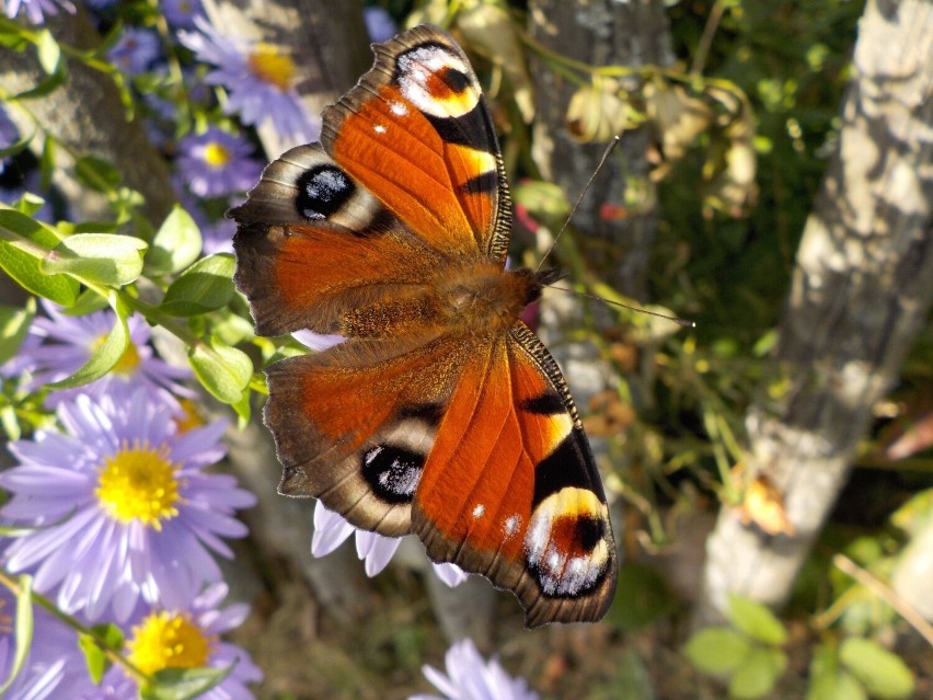 Niektóre motyle, szczególnie kilka gatunków rusałek, zimują...
