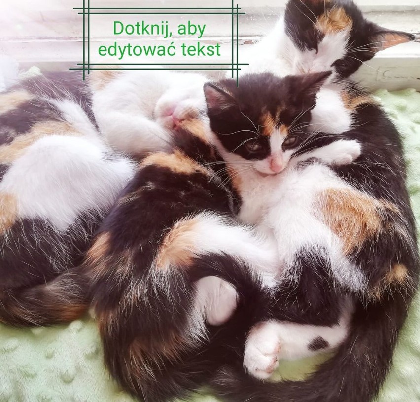 8 sierpnia obchodziliśmy Międzynarodowy Dzień Kota. Zobaczcie jakie kotki mają mieszkańcy Oleśnicy i okolic! (10.8)