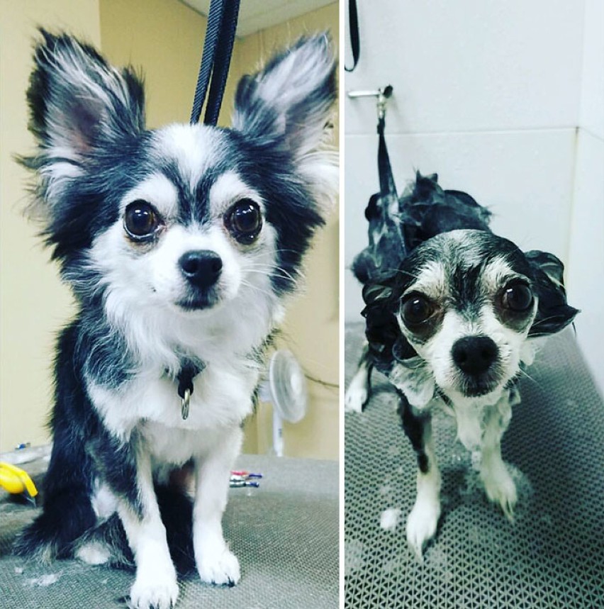Zwierzęta przed i po kąpieli. Komiczne zdjęcia mokrych...