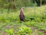 Uwaga niedźwiedzie! Ostrzeżenie dla dziewięciu wsi w gminie Sanok