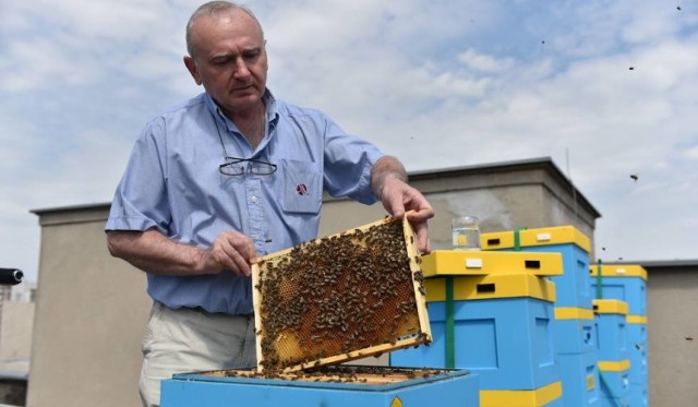 W Toruniu miejska pasieka znajduje się na dachu urzędu marszałkowskiego. Jednak jest to wyjątek, bo pszczoły można trzymać tylko na obrzeżach miasta.