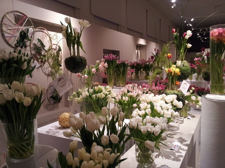 VII Wystawa tulipanów w Wilanowie