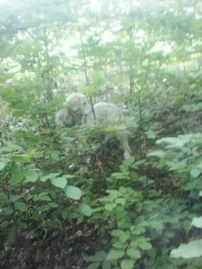 Tego psa kilka dni temu w lesie w okolicy Czerwieńczyc...