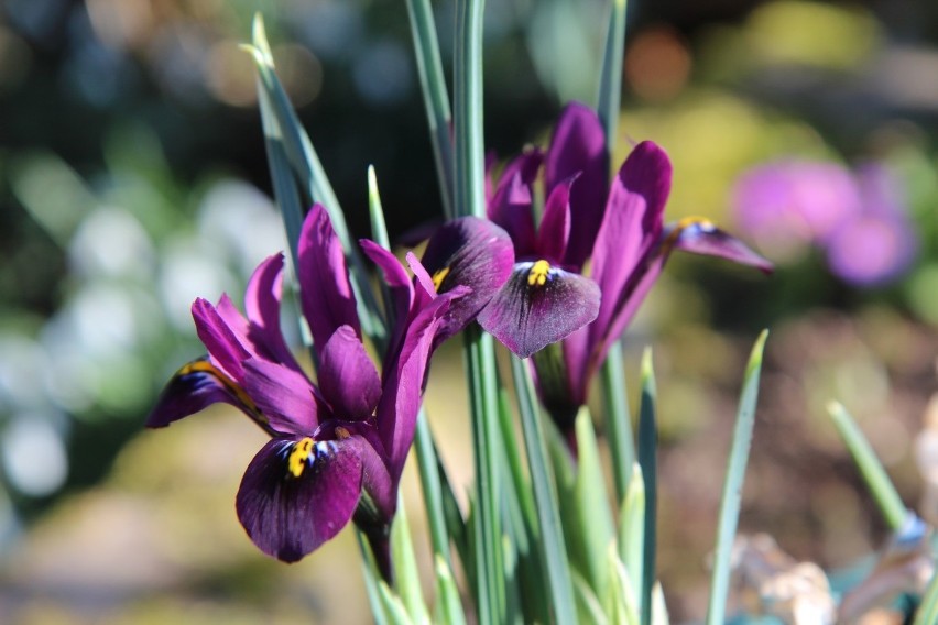 Irysy żyłkowane (Iris reticulata) nie są może bardzo...