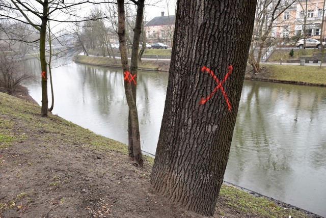 Drzewa oznakowane nad Młynówką. Ratusz podkreśla, że nie są przeznaczone o wycinki i że to sprawka wandali.