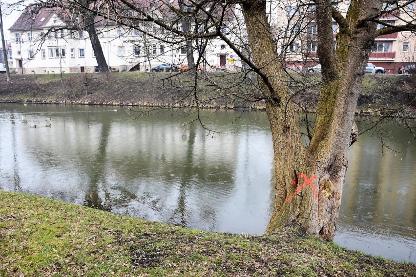 Drzewa oznakowane nad Młynówką. Ratusz podkreśla, że nie są...