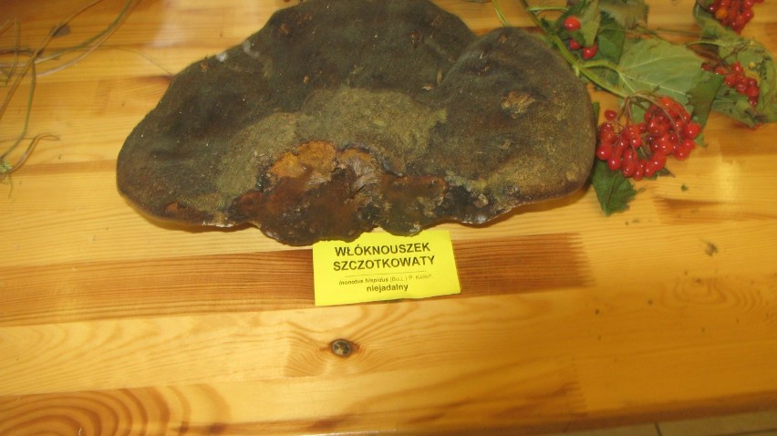 muzeum przyrodnicze wystawa grzybów
