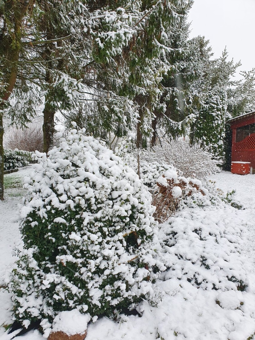 Pierwszy śnieg w powiecie sławieńskim. Zrobiło się zimowo [zdjęcia]