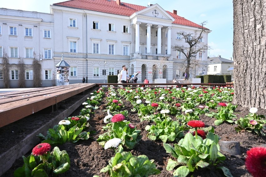 Około 5 tysięcy kolorowy bratków i stokrotek posadzono w...