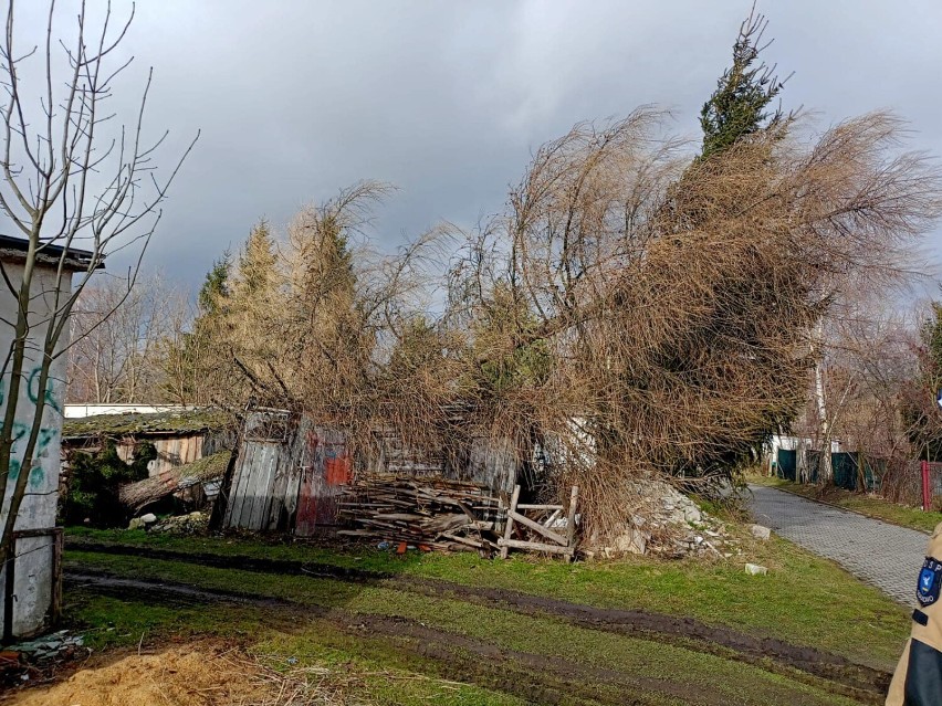 Powiat elbląski. Wichura powaliła ponad 160 drzew