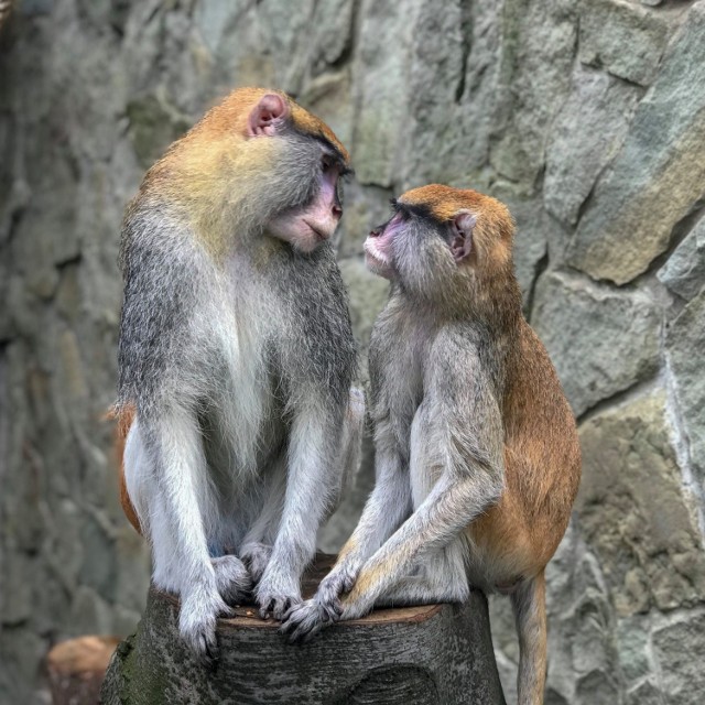 Miłość wśród zwierząt. W śląskim zoo jest sporo par. Najbardziej zgraną są gibony