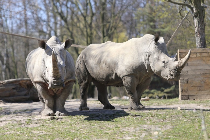 Miłość wśród zwierząt. W śląskim zoo jest sporo par....