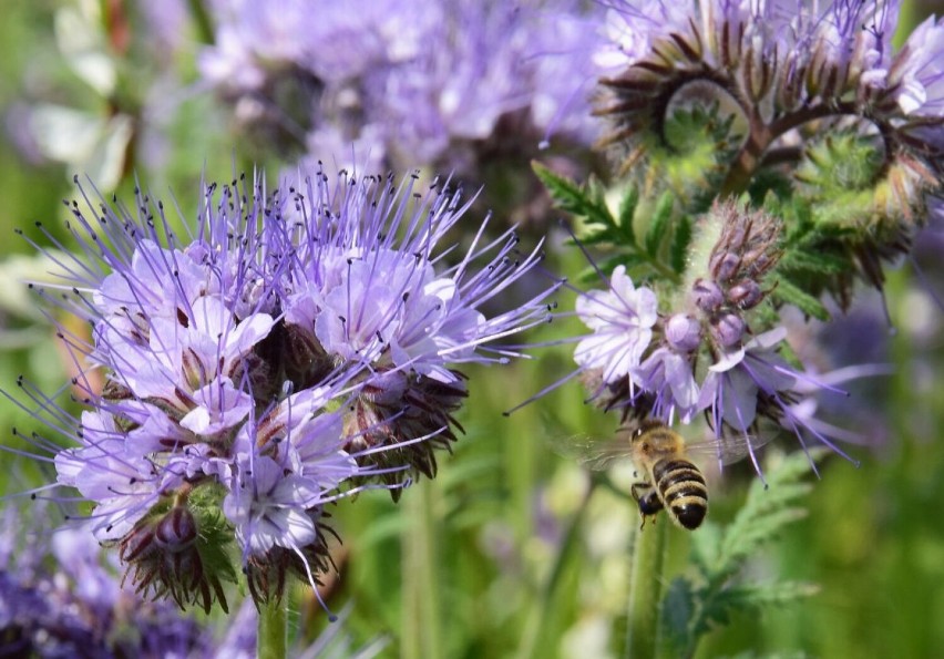 Łąka kwietna w Inowrocławiu rzeczywiście przyciąga pszczoły....