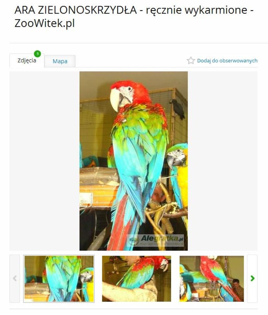 Ara zielonoskrzydła (Ara chloropterus) to papuga...