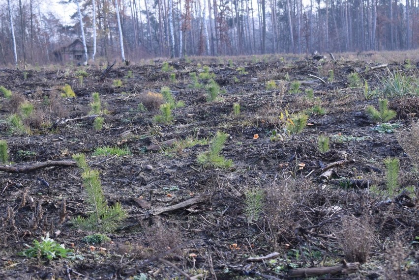 Nadleśnictwo Gniezno. Trwa sadzenie lasu w miejscach zniszczonych przez nawałnicę w 2017 r. [FOTO]