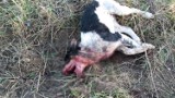 Kłecko: bestialskie morderstwo psów - kiedy rozprawa?