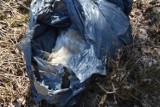 Co za bestialstwo! Pies został wyrzucony w plastikowym worku na śmieci! 