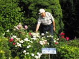 Ronald Winkler z Ornontowic hoduje róże, bo zakochał się w córce położnej