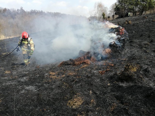 Pożar pod wpływem silnych podmuchów wiatru błyskawicznie się rozprzestrzenił, obejmując spory teren w Rzuchowej. W akcji byli strażacy z miejscowej jednostki, z Tarnowa i Pleśnej