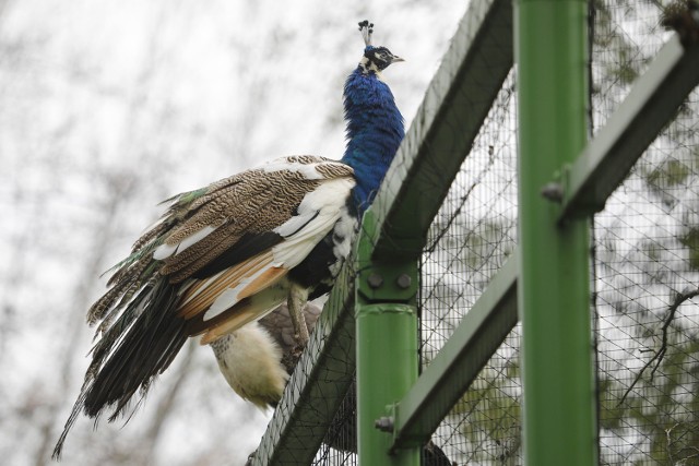 W parku Wrocławskim spotkamy te piękności. Pawie spacerują po naszym parku