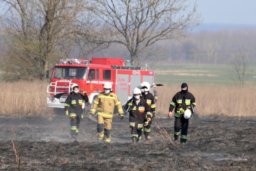 Płonęły trawy w okolicach Szczepowa. Strażacy walczyli z żywiołem. ZDJĘCIA