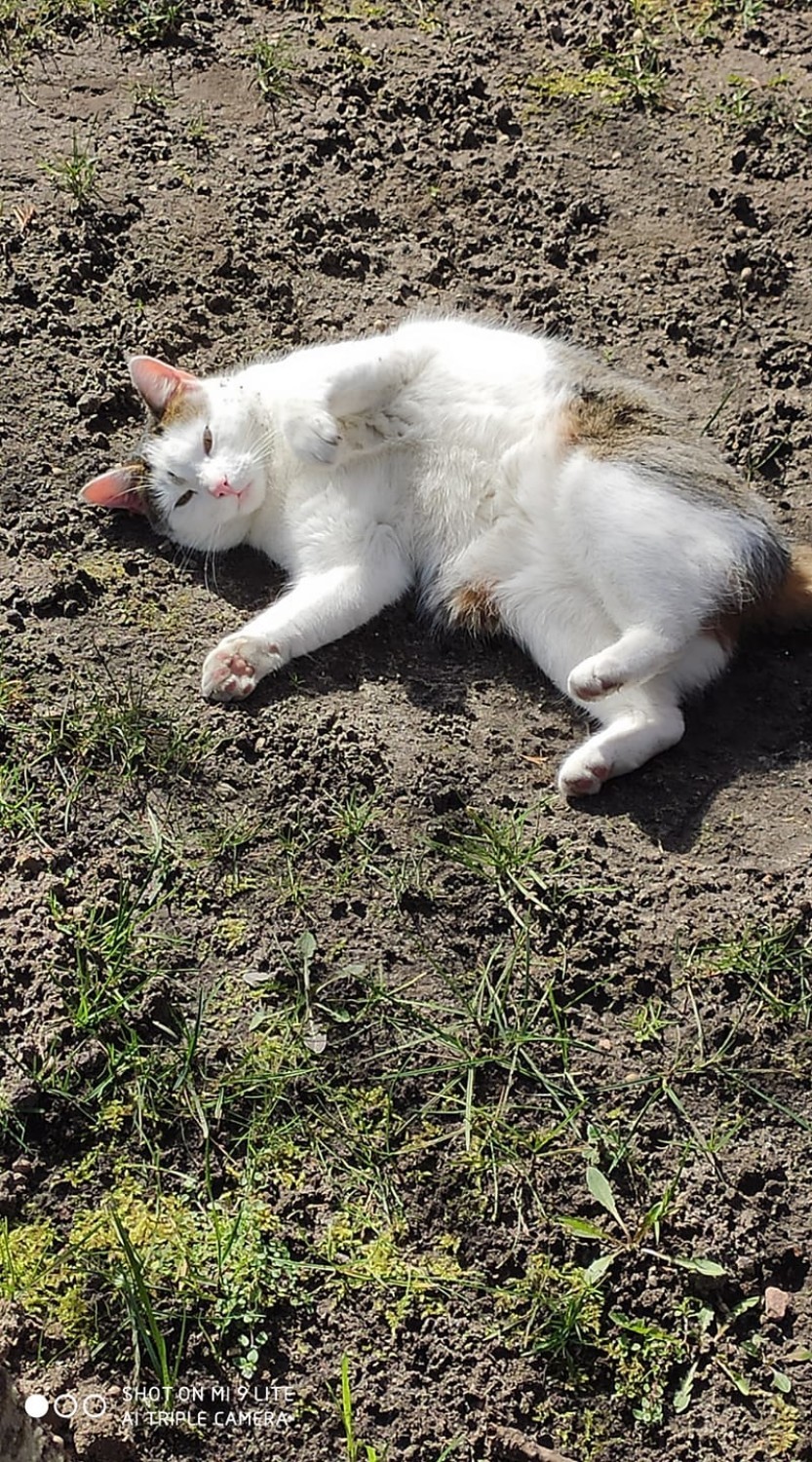 Finał akcji zrób sobie zdjęcie ze swoim pupilem i pokaż je nam. 