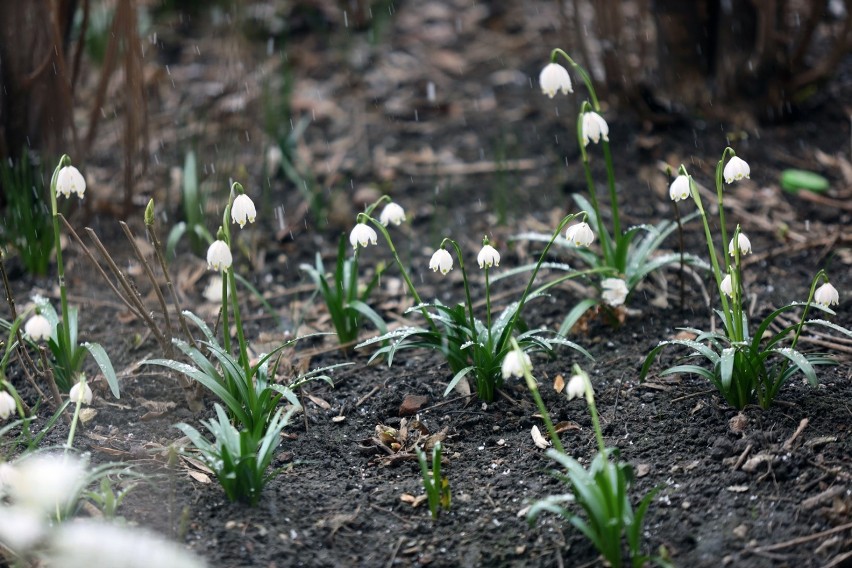 Legnica: Dzisiaj pierwszy dzień kalendarzowej wiosny, zobaczcie zdjęcia